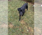 Small #1 Labrador Retriever Mix