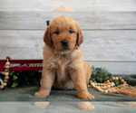 Small Photo #12 Golden Retriever Puppy For Sale in MIDDLEBURY, IN, USA