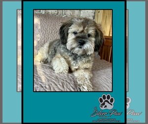 Silky Terrier-Unknown Mix Dogs for adoption in Royal Palm Beach, FL, USA
