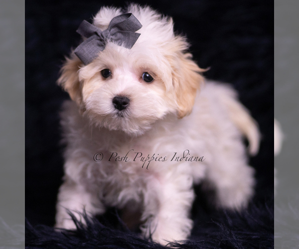 Medium Photo #86 Maltipoo (Miniature) Puppy For Sale in WARSAW, IN, USA