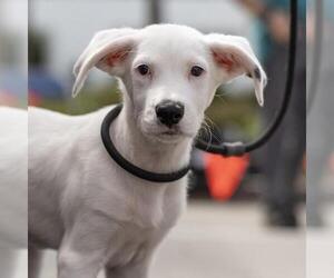 Donte - Male Pointer-Unknown Mix Dog for Adoption - Photo #9