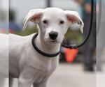 Small Photo #9 Pointer-Unknown Mix Puppy For Sale in San Diego, CA, USA