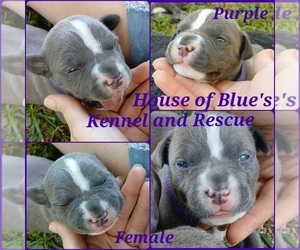 American Pit Bull Terrier Puppy for sale in DELAWARE, OH, USA