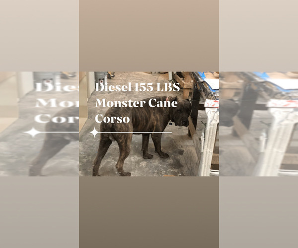 Medium Photo #1 Cane Corso-Daniff Mix Puppy For Sale in MESA, AZ, USA