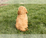 Small Photo #5 Cock-A-Poo-Goldendoodle Mix Puppy For Sale in TOPEKA, IN, USA