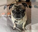 Small Pug