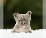 Small #2 French Bulldog