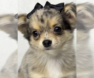Chihuahua Puppy for Sale in OAKWOOD, Georgia USA