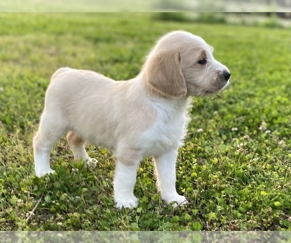 Medium Photo #13 Labradoodle Puppy For Sale in CANON, GA, USA