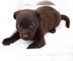 Small Mutt