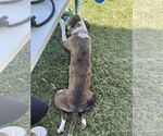 Small #4 American Staffordshire Terrier Mix