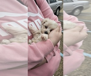 Maltipoo Puppy for sale in LONDON, AR, USA