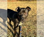 Small #5 Staffordshire Bull Terrier Mix