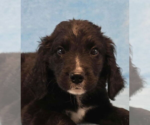Medium Photo #3 Labbe Puppy For Sale in Brewster, NY, USA
