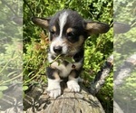 Small #6 Pembroke Welsh Corgi