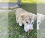 Small #1 Siberian Husky