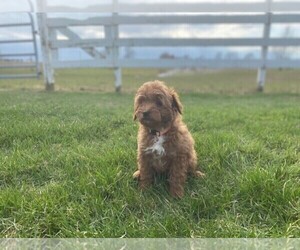Goldendoodle-Poodle (Toy) Mix Puppy for Sale in MIDDLEBURY, Indiana USA