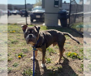 American Bulldog Dogs for adoption in Boston, MA, USA