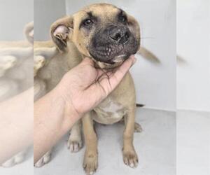 Labrador Retriever Dogs for adoption in Houston, TX, USA