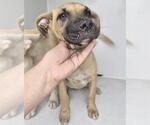 Small Labrador Retriever