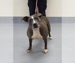 Small American Staffordshire Terrier Mix