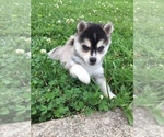 Small Photo #20 Alaskan Klee Kai Puppy For Sale in WINCHESTER, OH, USA