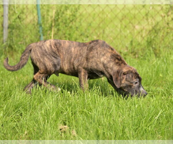 Medium Photo #5 Bulldog-Catahoula Leopard Dog Mix Puppy For Sale in SHERBURNE, NY, USA