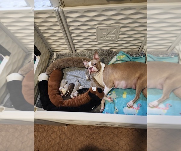 Medium Photo #3 Boston Terrier Puppy For Sale in FT MYERS, FL, USA