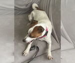 Small #8 Jack Russell Terrier-Whippet Mix