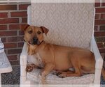Small Photo #3 Labrador Retriever-Unknown Mix Puppy For Sale in Greensboro, NC, USA