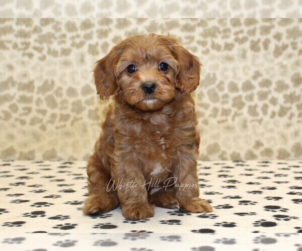 Medium Photo #3 Cavapoo Puppy For Sale in DENVER, PA, USA