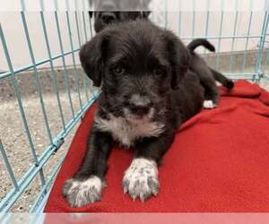 Labrador Retriever Dogs for adoption in Holly Springs, NC, USA