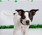 Small Photo #13 Rat Terrier-Unknown Mix Puppy For Sale in Columbus, IN, USA