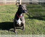Small #17 Blue Lacy Mix