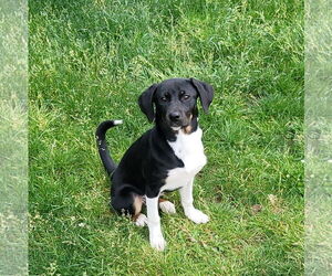 Mutt Dogs for adoption in FAIRLAWN, OH, USA