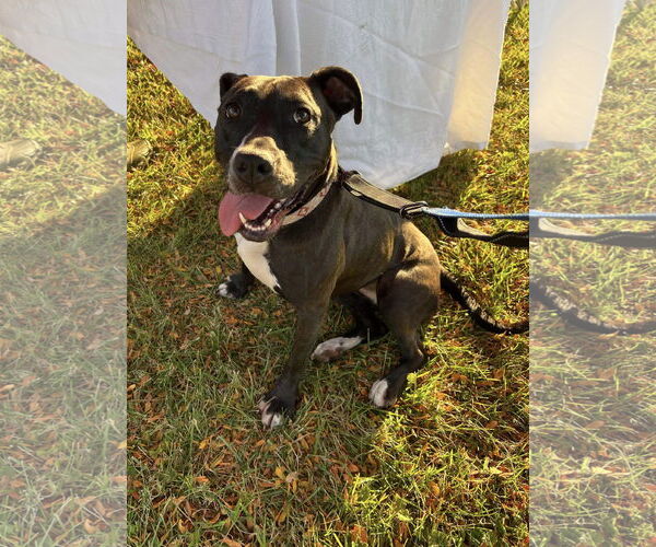 Medium Photo #19 American Pit Bull Terrier-Unknown Mix Puppy For Sale in Germantown, OH, USA
