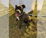 Small #18 American Pit Bull Terrier Mix