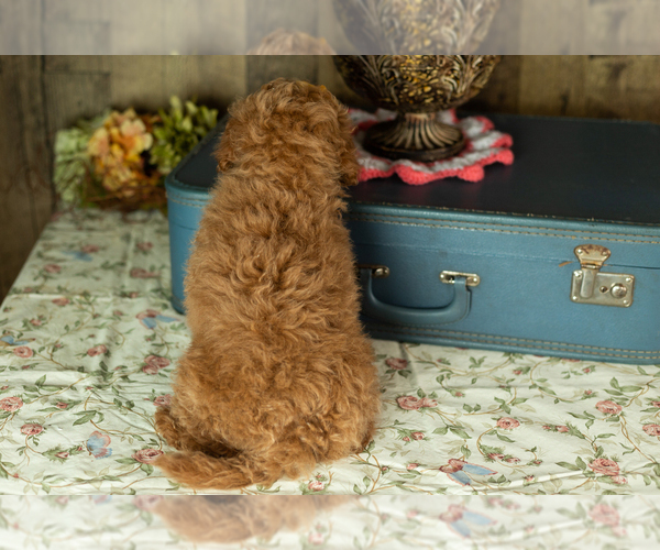 Medium Photo #5 Miniature Labradoodle Puppy For Sale in NAPPANEE, IN, USA
