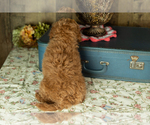 Small #4 Miniature Labradoodle