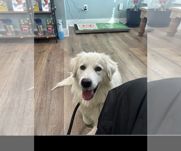 Medium Photo #1 Great Pyrenees Puppy For Sale in Denton, TX, USA
