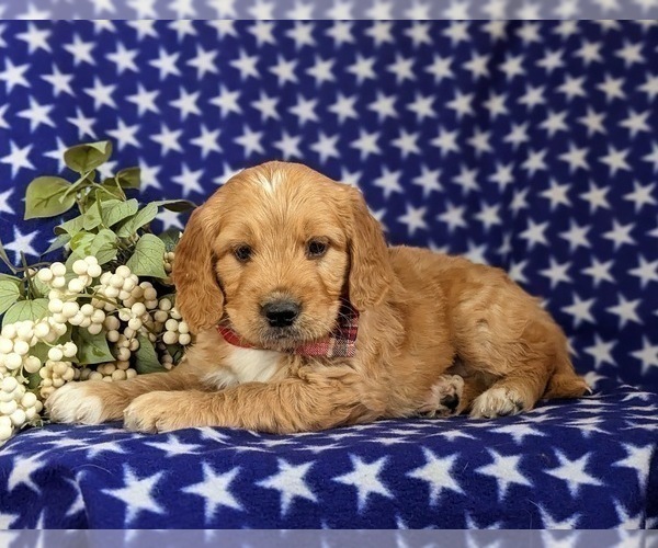Medium Photo #4 Goldendoodle (Miniature) Puppy For Sale in QUARRYVILLE, PA, USA