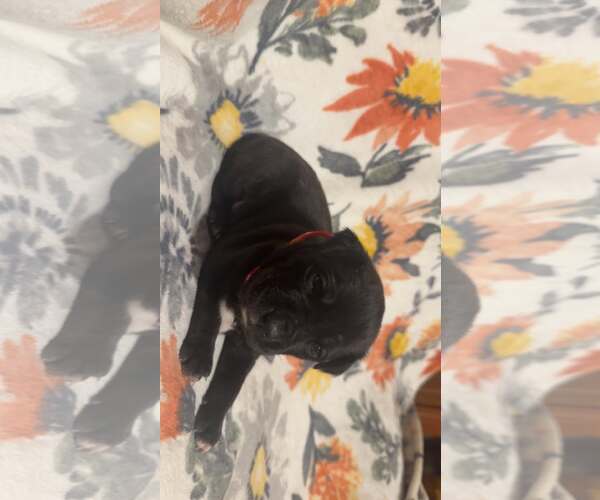 Medium Photo #2 Boxer-Unknown Mix Puppy For Sale in Holly Springs, NC, USA