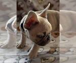 Small Photo #10 French Bulldog Puppy For Sale in UNDERWOOD, IA, USA