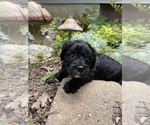 Small Photo #6 Cavapoo Puppy For Sale in LEICESTER, NC, USA