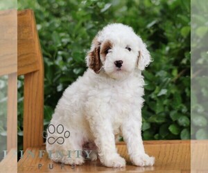 Goldendoodle (Miniature) Puppy for sale in EPHRATA, PA, USA