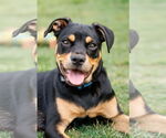 Small #1 American Staffordshire Terrier-Chihuahua Mix