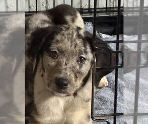 Catahoula Leopard Dog-Labrador Retriever Mix Dogs for adoption in Aurora, IN, USA