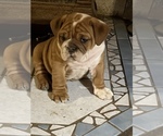 Small Photo #6 English Bulldog Puppy For Sale in STEUBENVILLE, OH, USA