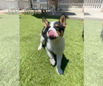 Small #4 Australian Shepherd Mix
