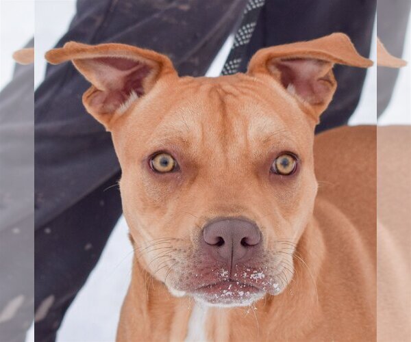 Medium Photo #1 American Staffordshire Terrier-Boxer Mix Puppy For Sale in Huntley, IL, USA